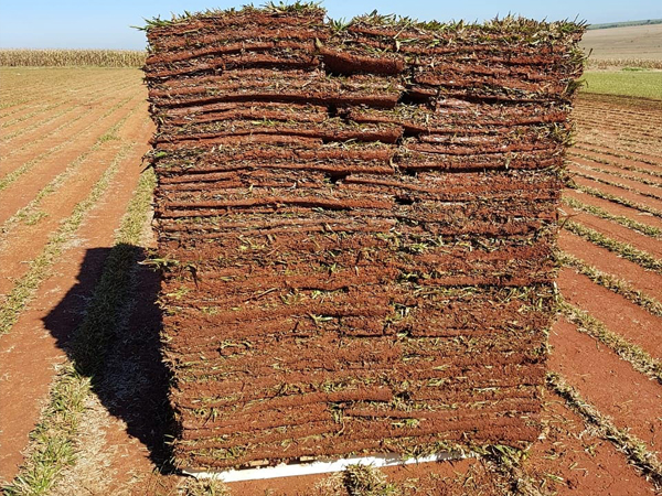 tipos de grama para quintal